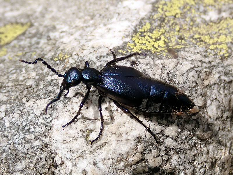 Meloe con ditteri parassiti: cfr. fam. Simulidae